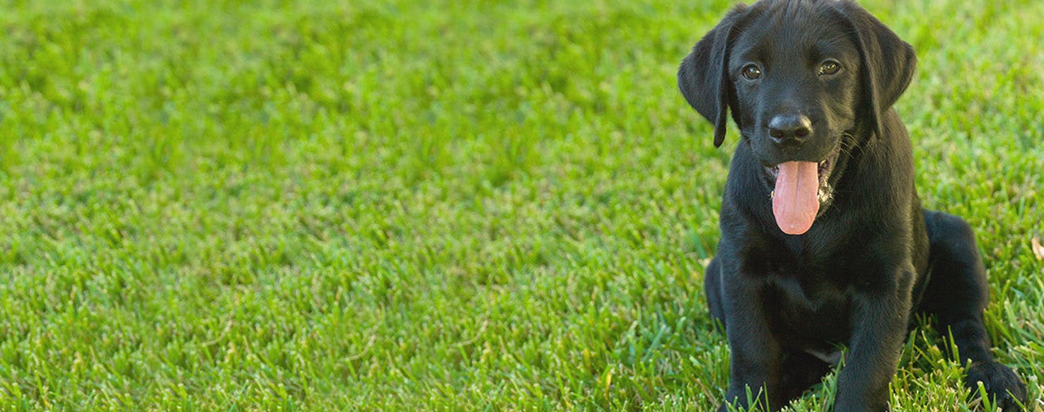 Jamaican Dog Names Popular Male and Female Names Wag!